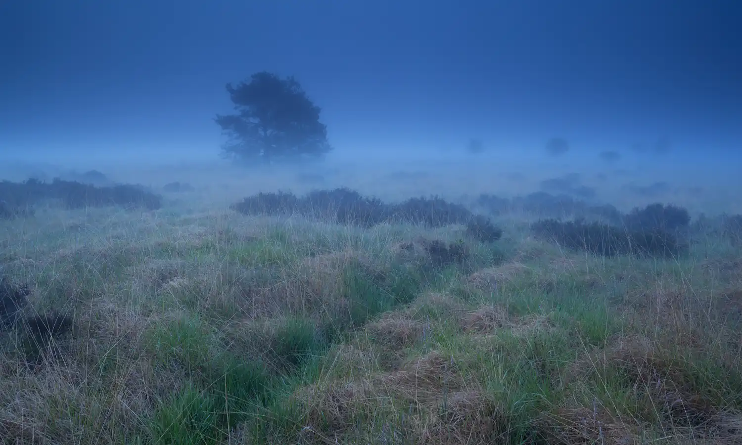 Misty Coastal Georgia marsh near Darien at dusk